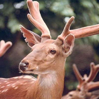 Nhung Huou Tuoi Nguyen Chat