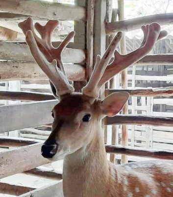 Afd9c00eb78c44d21d9d 353x400 1